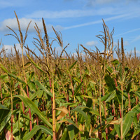 Hampshire Arable Systems